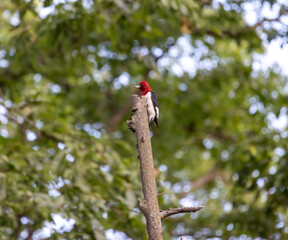 Red headed woodpecker at Carlyle lake in carlyle IL