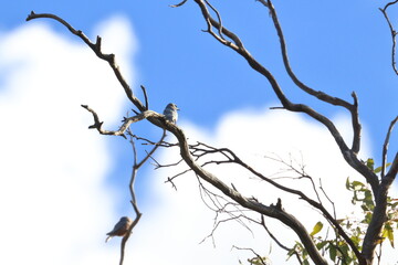 diamond firetail