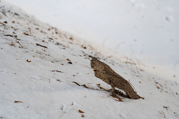눈밭에 외롭게 놓인 나무 조각