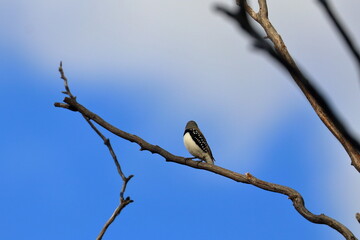 diamond firetail