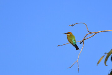 rainbow bee-eater