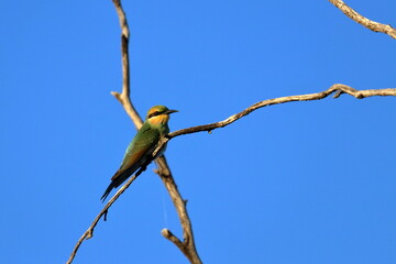 rainbow bee-eater