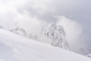冬山の光景　樹氷
