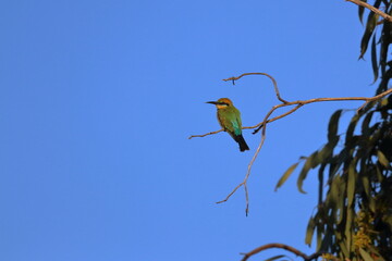 rainbow bee-eater