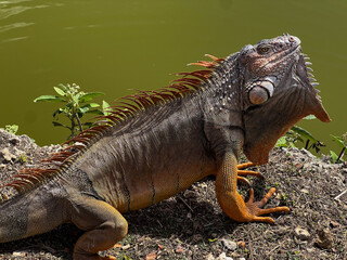 iguana on a rock