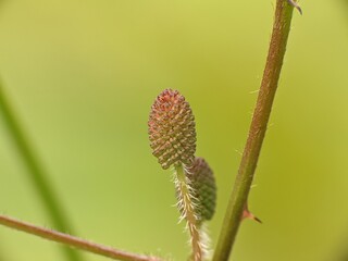 Mimosa Pudica flower before blooming