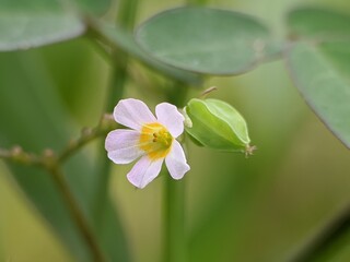 ground cover flower (Oxalis barrelieri) with blurred background