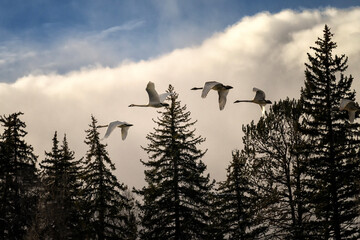 Trumpeter swans (Cygnus buccinator); Grand Teton NP; Wyoming