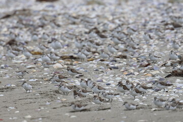 shorebirds