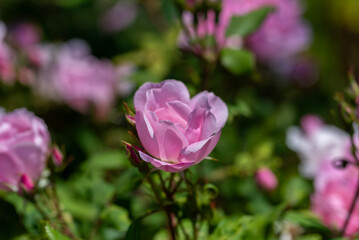 ぎふワールドローズガーデン