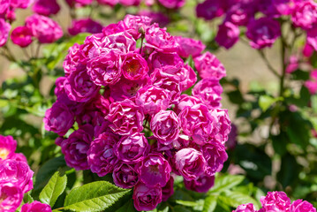 ぎふワールドローズガーデン