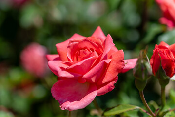 ぎふワールドローズガーデン