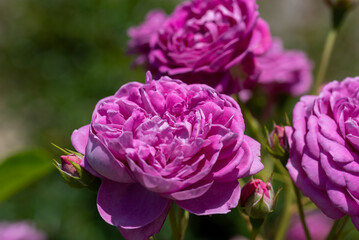 ぎふワールドローズガーデン