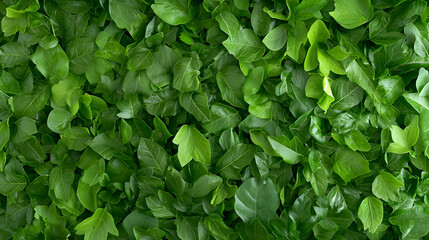 Obraz premium Lush green leaves background texture