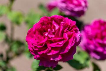 ぎふワールドローズガーデン