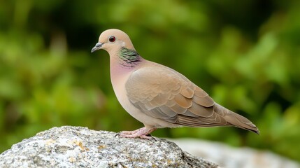 Obraz premium A close-up of a bird standing on a rock with a blurred green background.