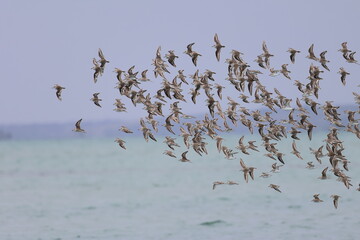 shorebirds