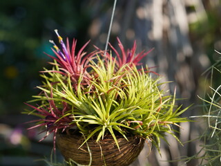 Air plants (Tillandsia) in coconut shell planters. Bangkok home garden. Unique display, home decor.