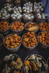 Colorful fall pumpkins, gourds, pumpkin season, fall 