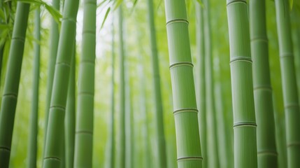 Obraz premium A serene view of tall, green bamboo stalks, creating a lush and tranquil atmosphere in nature.