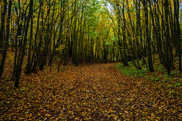 A picturesque path lined with stunning autumn-colored trees