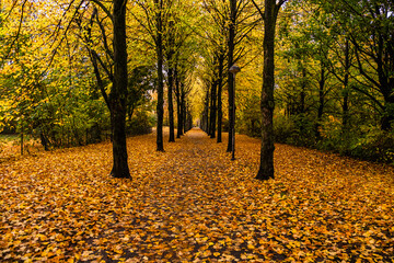 A picturesque path lined with stunning autumn-colored trees