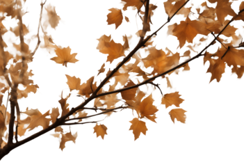 botany nature isolated branch cut-out fall background white season forest autumn growth foliage object tree garden wood shrub single cutout environment leaf natural transparent plant orange stem