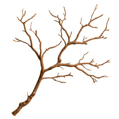 detailed, dry tree branch with multiple thin, twisting limbs, showcasing intricate natural patterns and textures. This branch can be used for various artistic or decorative purposes