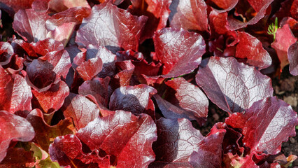 Lettuce 'Cherokee' growing in garden bed close -up