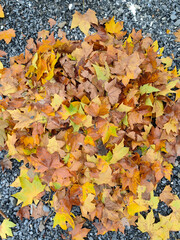 Close up of a mixture of Autumn leaves - great range of colors