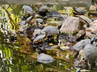 The yellow-bellied slider (Trachemys scripta scripta) is a subspecies of the pond slider, a...
