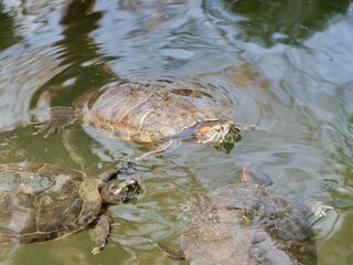 The yellow-bellied slider (Trachemys scripta scripta) is a subspecies of the pond slider, a semiaquatic turtle belonging to the family Emydidae, native to US. Athens, Greece
