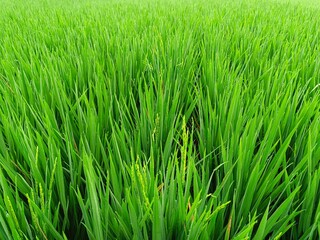 A vibrant green rice paddy field stretches, showcasing the beauty of rural agriculture and the promise of a bountiful harvest
