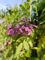 Winter flowering of Cestrum × cultum (Solanaceae), hybrid of Cestrum elegans, the purple cestrum, red cestrum, or bastard jasmine and Cestrum parqui, palqui, green cestrum, Chilean cestrum. Greece