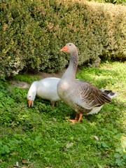 Geese (Anser cygnoides domesticus) in the city park. Greece