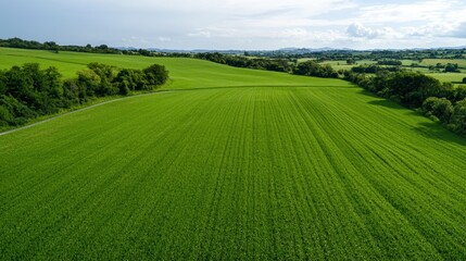 Obraz premium Lush green field under a bright sky.