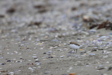 shorebirds