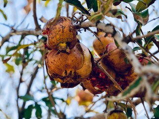The pomegranate (Punica granatum) fruits were cracked on the tree over the winter, along the Aegean Sea coast, Greece.