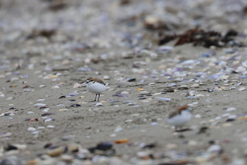 shorebirds