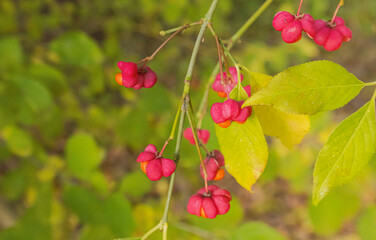 Berries In Autumn