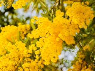 Yellow flowers of the silver wattle (Acacia dealbata), blue wattle or mimosa in the spring. Athens, Greece