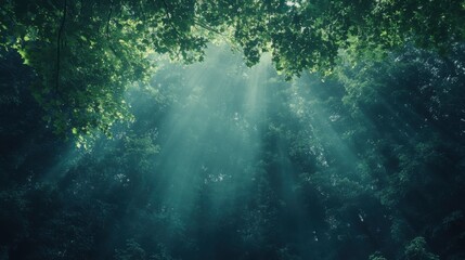 Obraz premium Ethereal Sunlight Filtering Through Lush Tree Canopy in Enchanted Forest Environment
