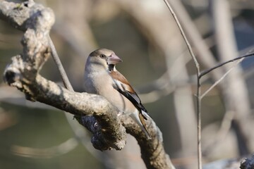 Hawfinch on tree in quiet forest