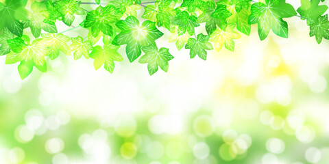 Fototapeta premium 新緑 観葉植物 アイビー 背景