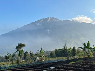 Vegetable plantation with Mount Merbabu in the background
