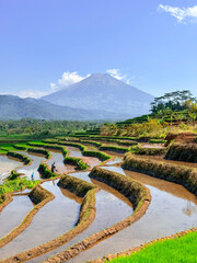 View of rice terraces with mountains in the background. Kajoran, Indonesia.