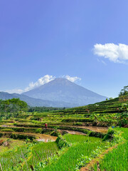 View of rice terraces with mountains in the background. Kajoran, Indonesia.
