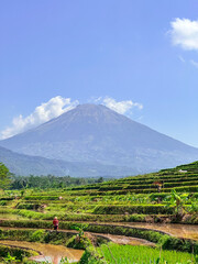 View of rice terraces with mountains in the background. Kajoran, Indonesia.