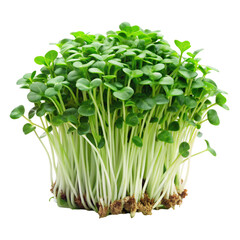 Obraz premium Microgreen Leaves Isolated on White Background