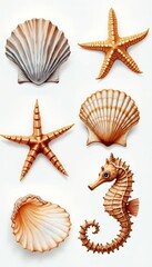 Obraz premium watercolour watercolor background starfishes scallop olated objects lls illustrstion sea seahorse white set seashell watercolor watercolor marine animal starfish scallop seahorse sea shell